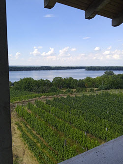 Vinogradi prema Dunavu kod Smedereva