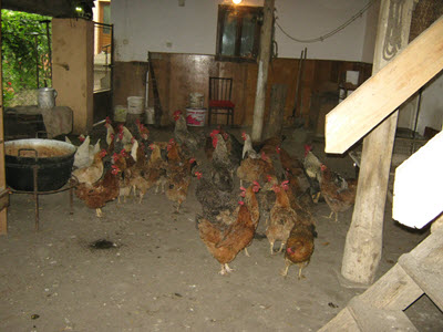 Keftelj